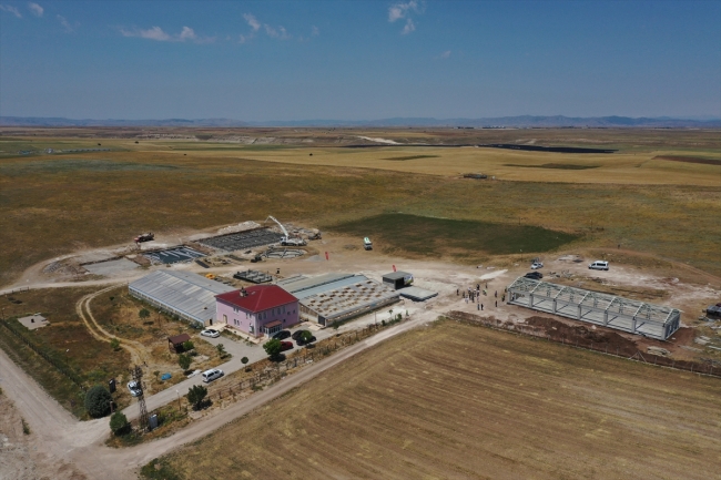 Kangal köpeğinin genetik yapısı çipli takiple korunacak